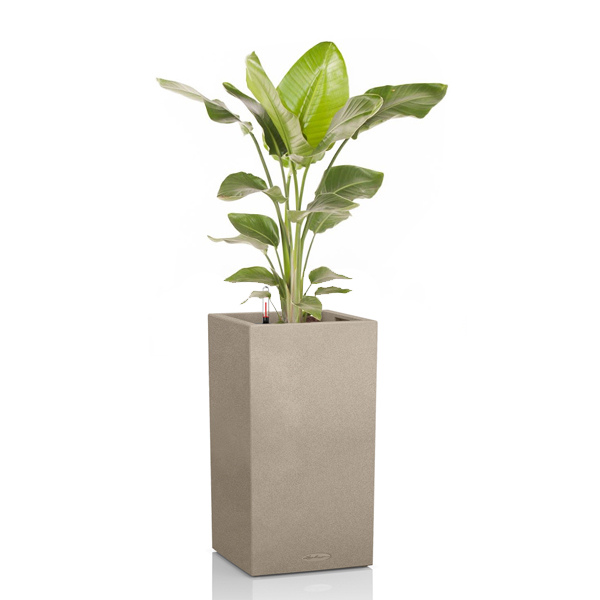 Стрелиция + Lechuza Canto