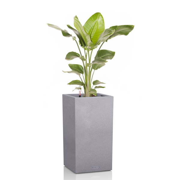 Стрелиция + Lechuza Canto