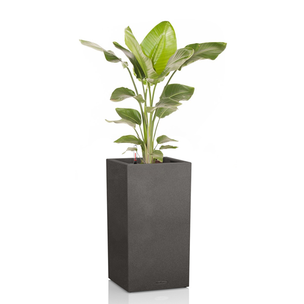 Стрелиция + Lechuza Canto