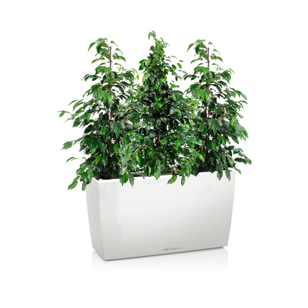 Фикусы Бенджамина + Lechuza Cararo