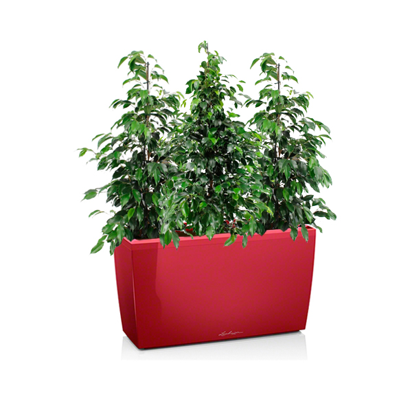 Фикусы Бенджамина + Lechuza Cararo