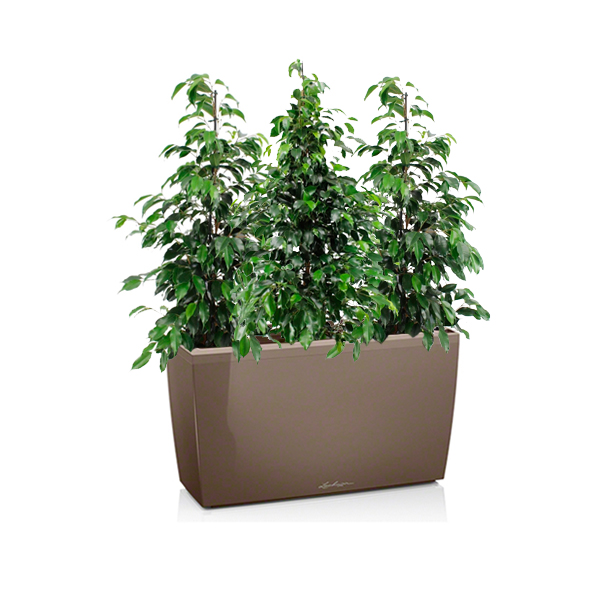 Фикусы Бенджамина + Lechuza Cararo