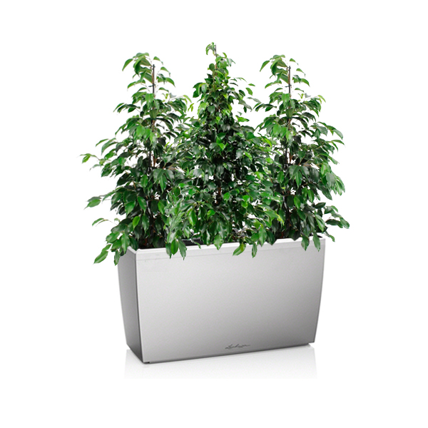 Фикусы Бенджамина + Lechuza Cararo