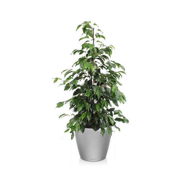 Фикус Бенджамина Даниель + Lechuza Classico 35