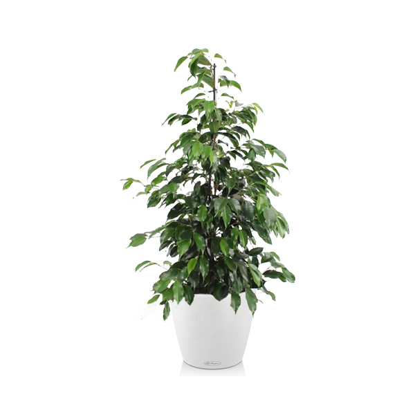 Фикус Бенджамина Даниель + Lechuza Classico 35