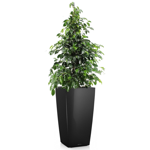 Фикус Бенджамина Даниель + Lechuza Cubico