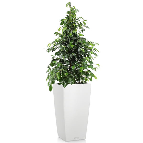 Фикус Бенджамина Даниель + Lechuza Cubico