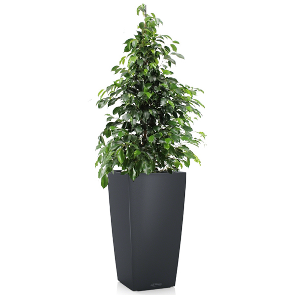 Фикус Бенджамина Даниель + Lechuza Cubico