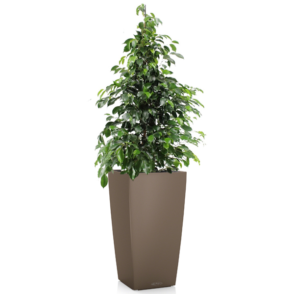 Фикус Бенджамина Даниель + Lechuza Cubico