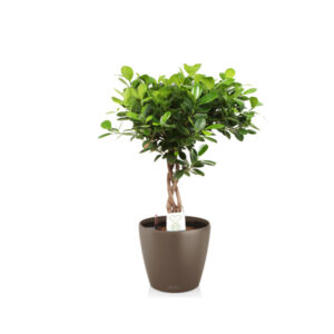 Фикус Моклейм с переплетенным стволом + Lechuza Classico 28