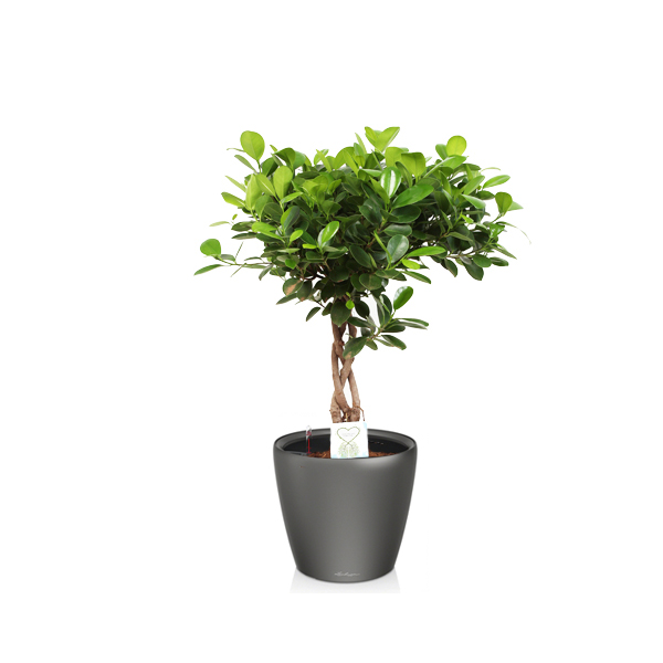 Фикус Моклейм с переплетенным стволом + Lechuza Classico 28