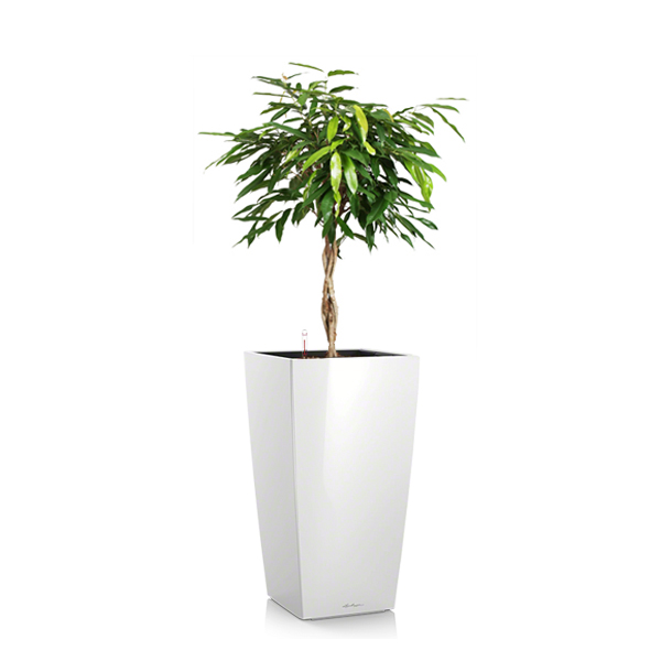 Фикус Амстел Кинг + Lechuza Cubico 40