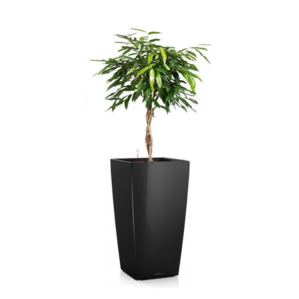 Фикус Амстел Кинг + Lechuza Cubico 40