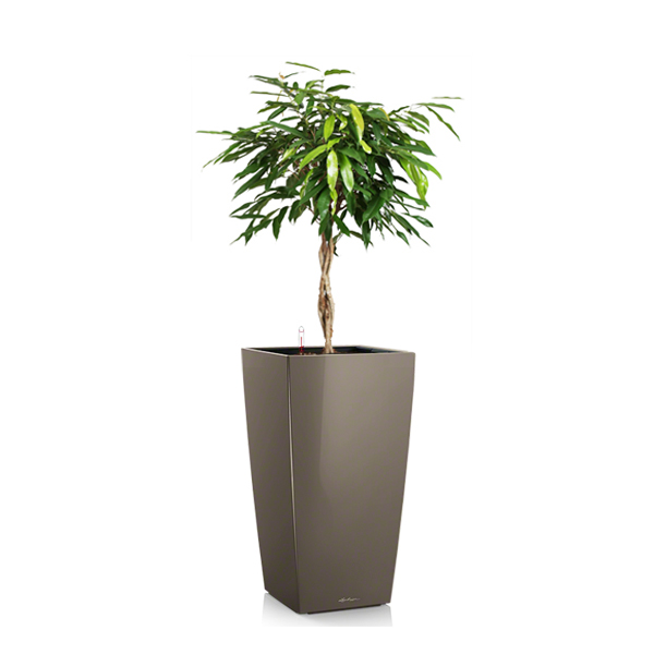 Фикус Амстел Кинг + Lechuza Cubico 40