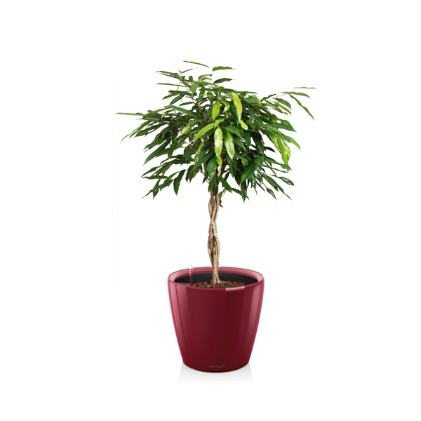 Фикус Амстел Кинг + Lechuza Classico 43