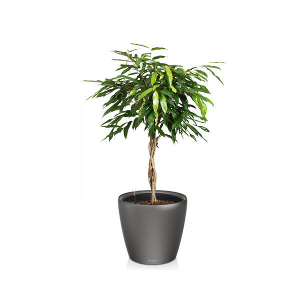 Фикус Амстел Кинг + Lechuza Classico 43