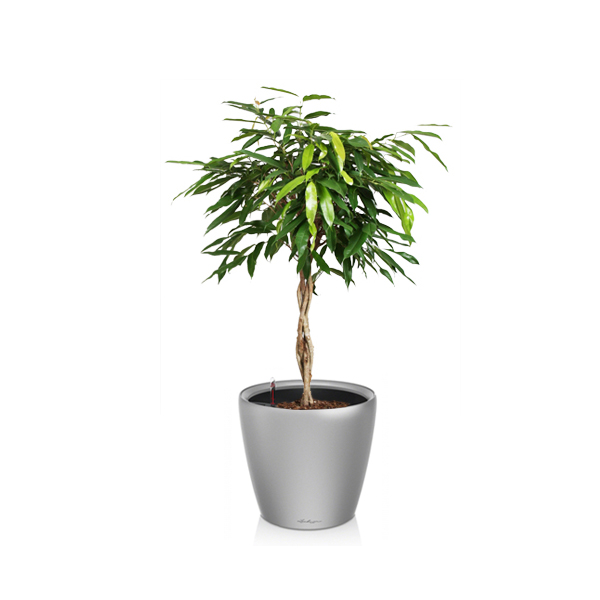 Фикус Амстел Кинг + Lechuza Classico 43