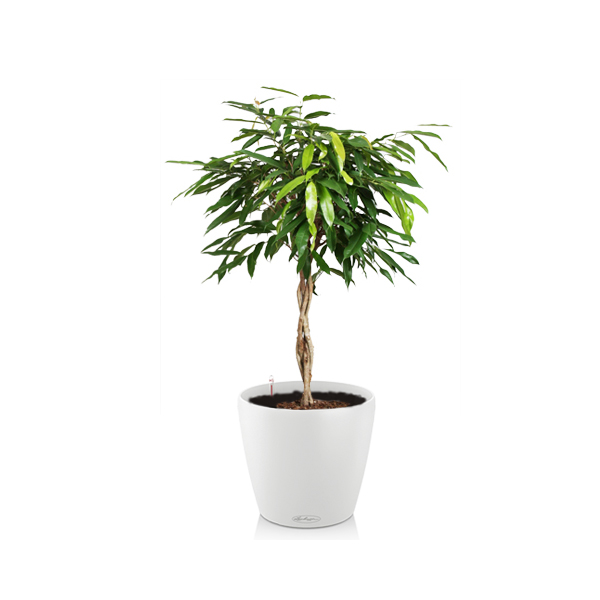 Фикус Амстел Кинг + Lechuza Classico 43