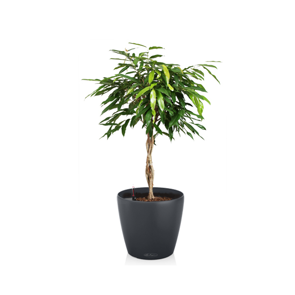 Фикус Амстел Кинг + Lechuza Classico 43