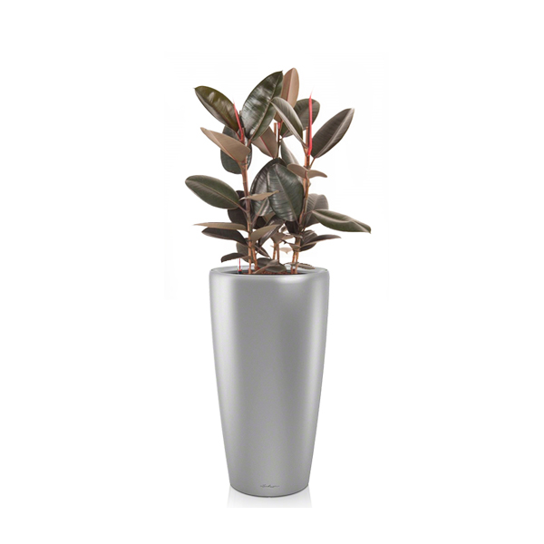 Фикус Эластика + Lechuza Rondo 40