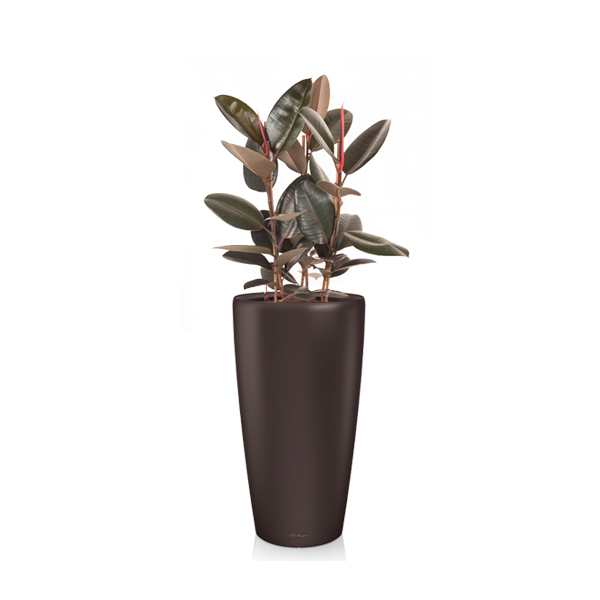 Фикус Эластика + Lechuza Rondo 40