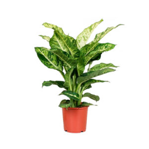 Дифенбахия Марс