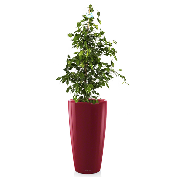 Фикус Бенджамина Экзотика + Lechuza Rondo