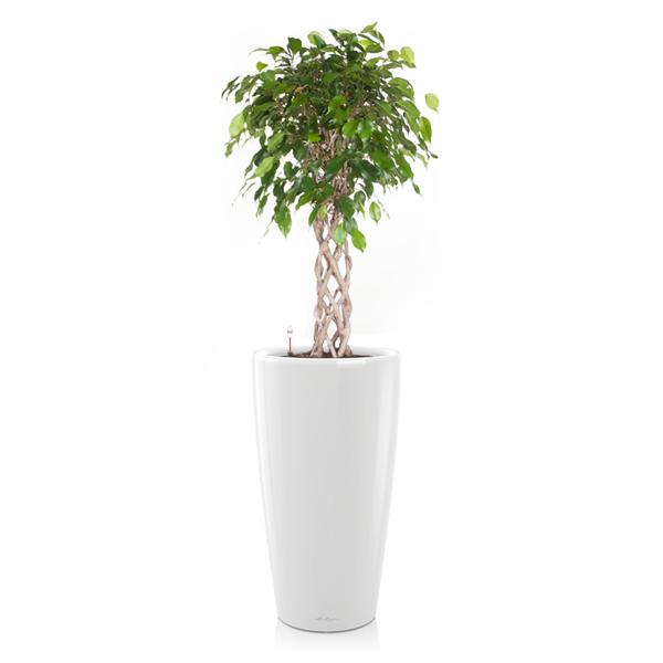 Фикус Бенджамина Экзотика цилиндр + Lechuza Rondo 40