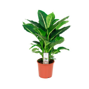 Диффенбахия Green Magic