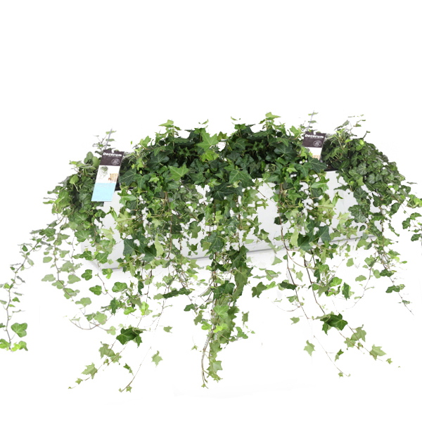 Хедеры микс + Lechuza Balconera