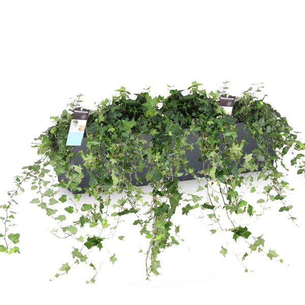 Хедеры микс + Lechuza Balconera