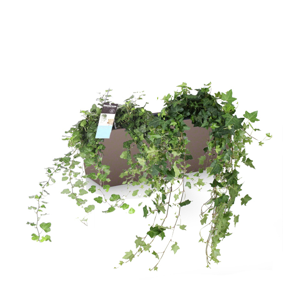 Хедеры микс + Lechuza Balconera