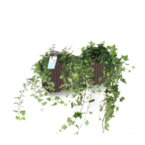 Хедеры микс + Lechuza Balconera