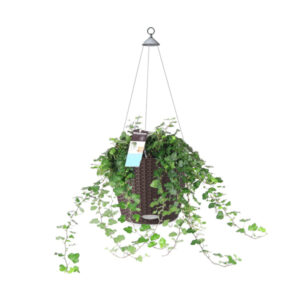 Хедера + Lechuza Nido