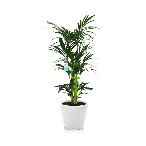 Ховея + Lechuza Classico 35 или 43