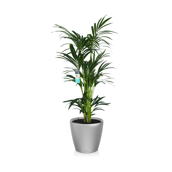 Ховея + Lechuza Classico 35 или 43