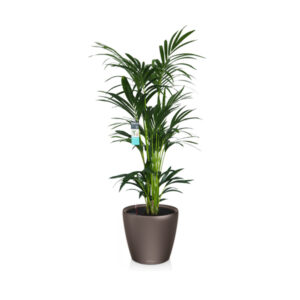 Ховея + Lechuza Classico 35 или 43