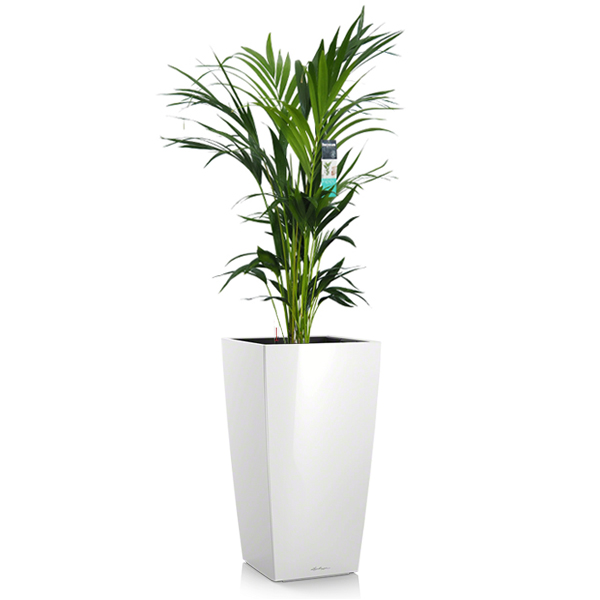 Ховея + Lechuza Cubico