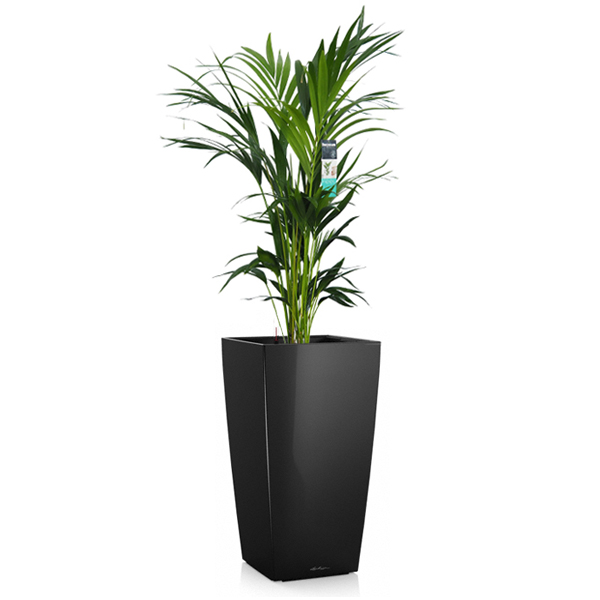 Ховея + Lechuza Cubico