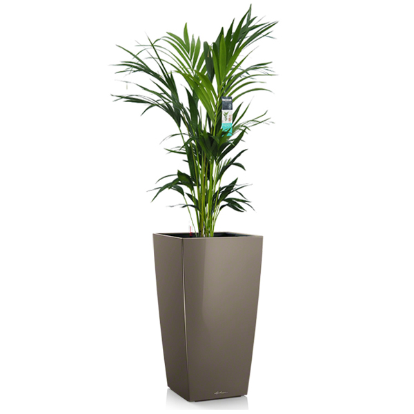 Ховея + Lechuza Cubico