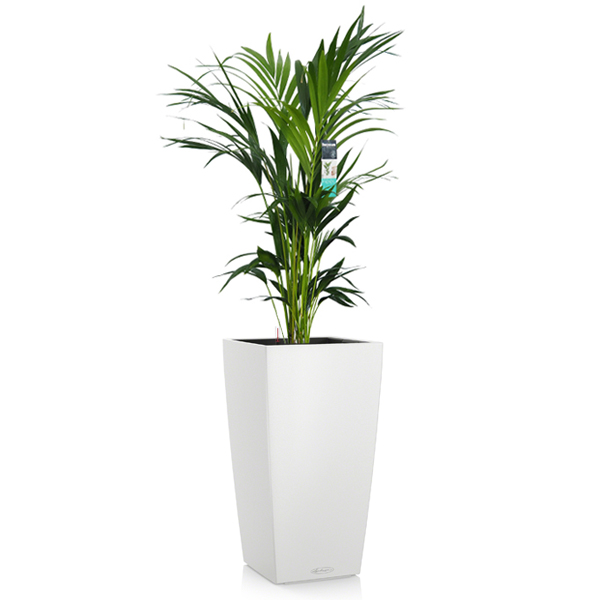 Ховея + Lechuza Cubico