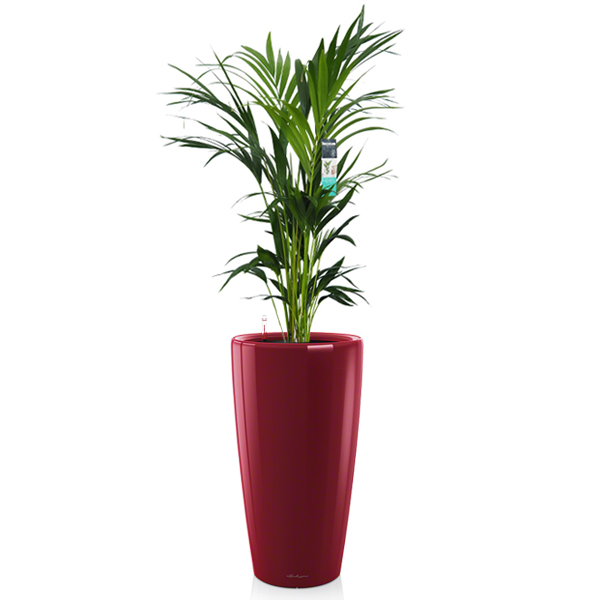 Ховея + Lechuza Rondo