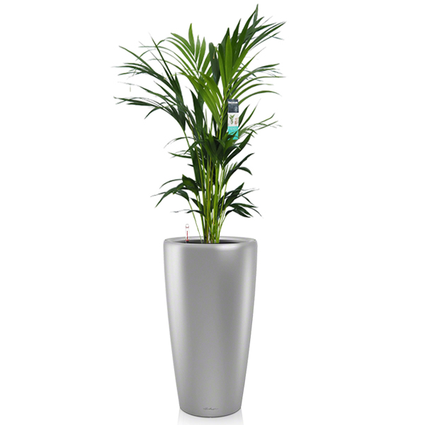 Ховея + Lechuza Rondo