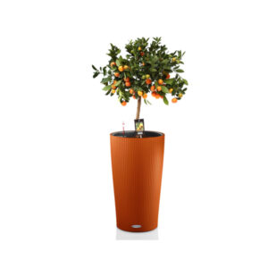 Цитрофортунелла на штамбе + Lechuza Cilindro 32