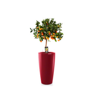 Цитрофортунелла на штамбе + Lechuza Rondo 32