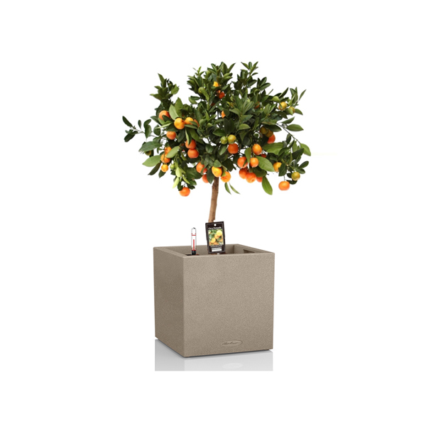 Цитрофортунелла на штамбе + Lechuza Canto