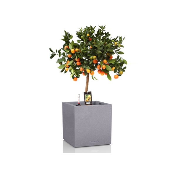 Цитрофортунелла на штамбе + Lechuza Canto