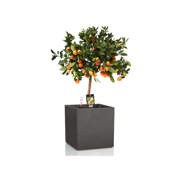 Цитрофортунелла на штамбе + Lechuza Canto