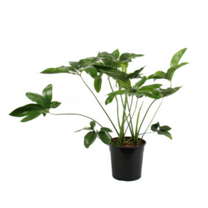 Филодендрон Грин Вандер