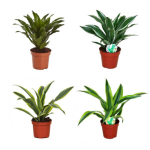 Драцена мини микс